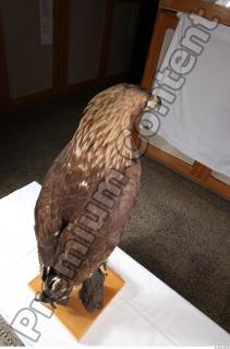 Hawk 0233